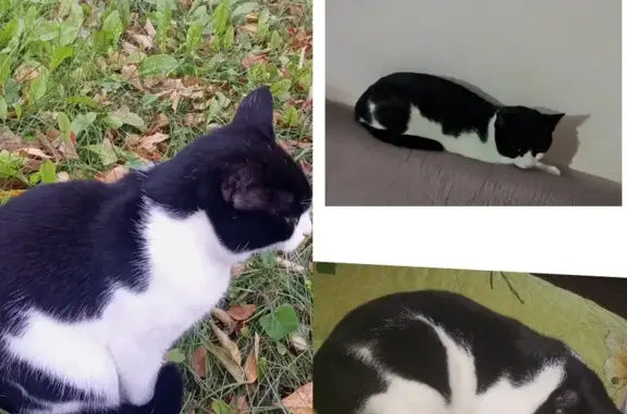 Найден чёрный кот, Маяковского 6, Куйбышев