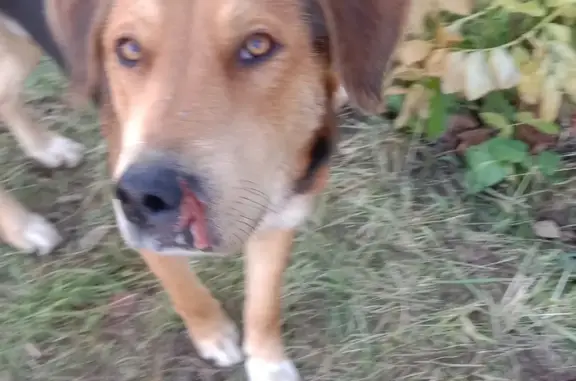 Найдена собака без ошейника в посёлке Башенка, Московская область