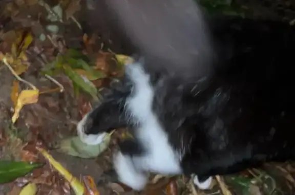 Найдена кошка в лесу, ул. Колпакова, Мытищи