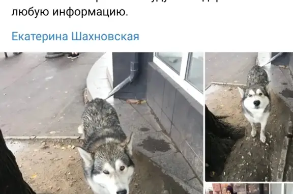 Пропала собака: ул. Герцена, 1Г, Калининград