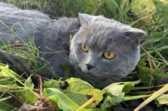 Пропала кошка «Сёма» в СНТ Авиатор, Вологодская обл.