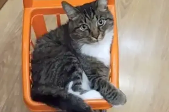 Кошки потеряшки, Уфа, фото: Потеряшка кошка, крупный кот, ул. Рабкоров, 1А, Уфа