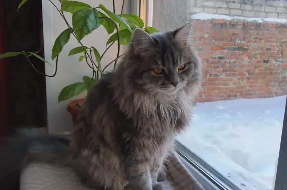Кошки потеряшки, Боринское, фото: Потеряшка кошка в Боринском, окрас серый, ошейник 42К-619