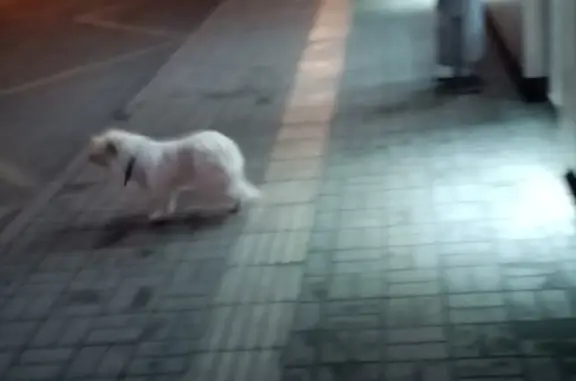 Собака найдена у остановки, движется к пешеходному переходу, Омск