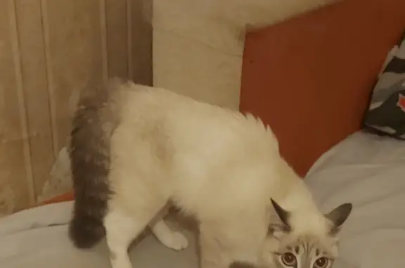 Пропала кошка Кошечка на Дунайской улице, 37