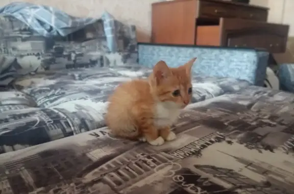 Найдена кошка на ул. Карла Маркса, 10, Майкоп