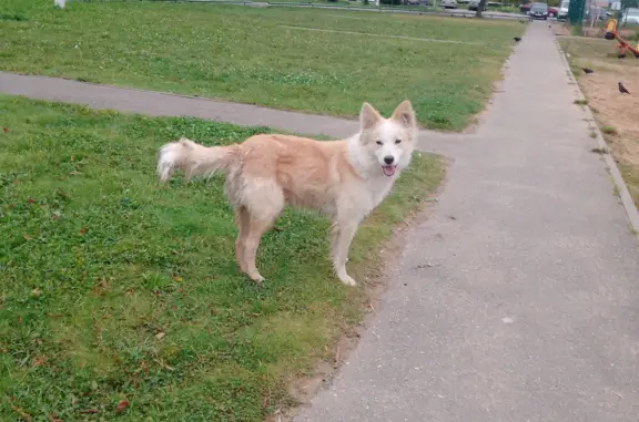 Найден пёс в посёлке Литвинки, Тверь
