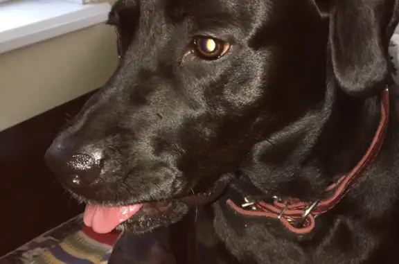 Собака Метис лабрадора найдена в Москве