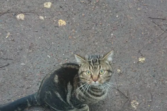 Найдена кошка Кот на Кольской улице, Уфа