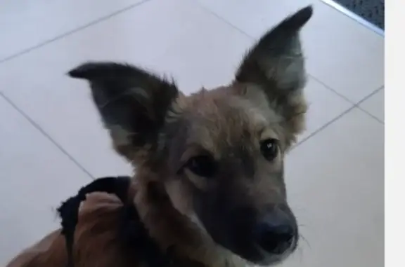Пропала собака Дворняга на ул. Саида Туркменская, Волгоград