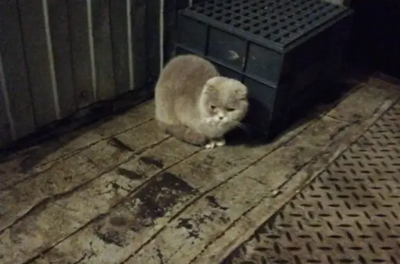 Найдена кошка у магазина на ул. Ильича, 4А, Первоуральск