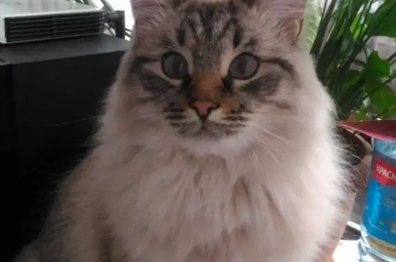 Кошки потеряшки, Уфа, фото: Потеряшка кот Брамс, ул. Софьи Перовской, 21/5, Уфа