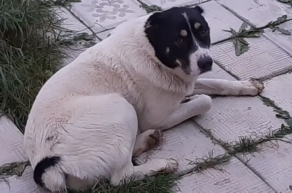 Собака Алабай, белая, Московская область