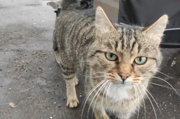 Найден домашний кот на ул. Ленина, 161, Кострома