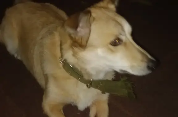 Собака Кобель с ошейником на Семафорной, Красноярск