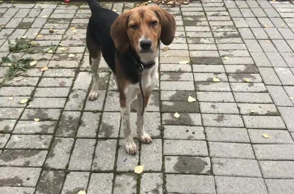 Найдена рыжая собака в Костроме, Короткий переулок 19А