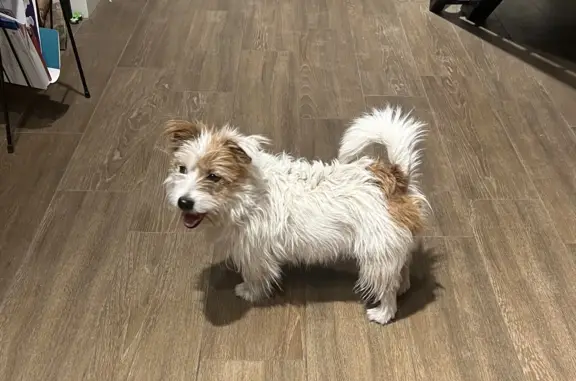 Собака Джек-Рассел найдена у метро Беговая