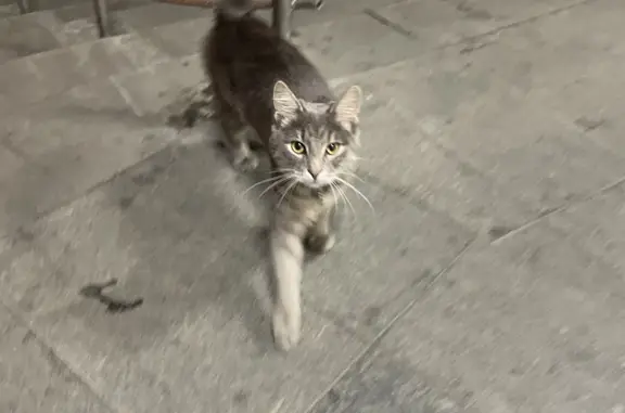 Найдена кошка с ошейником возле ТЦ Тепличный, Тепличная ул., 11А, Пенза
