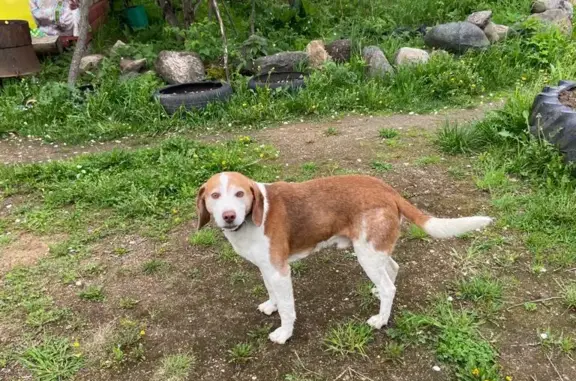 Пропала собака Кобель в Архангельской области