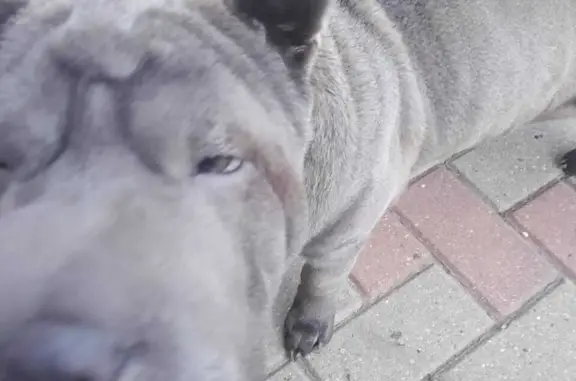 Собака найдена в Тамбове, Тамбовская область