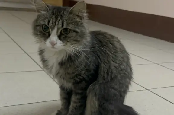 Бездомная кошка ищет дом: ул. Поляничко, 2А, Оренбург