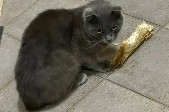 Найдена кошка, Гудермес, фото: Кошка найдена на Кавказской улице, Гудермес