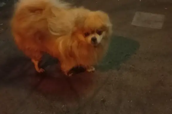 Собака на Пихтовой ул., 32 в Нижнем Тагиле