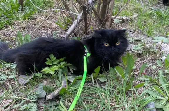 Пропала кошка Черный кот, ул. Седова, 41, Тула
