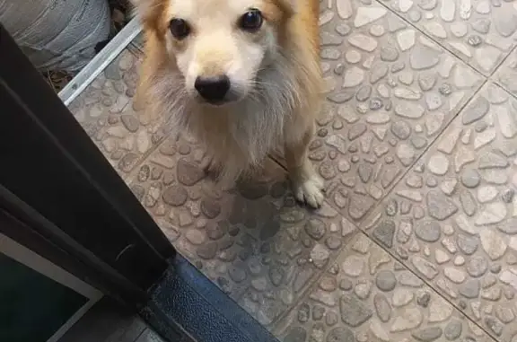 Пропала собака Арчи, Итальянский переулок, 82, Таганрог