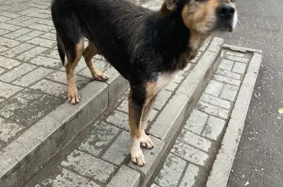 Собачка найдена на Комсомольском проспекте, 104А, Барнаул