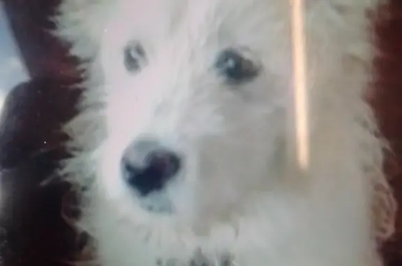 Пропала белая собака в Чите, СНТ Заимка