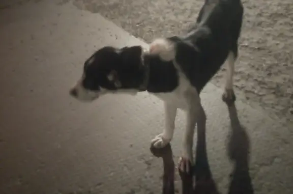 Найдена собака с ошейником в РЦ магнит Шахты