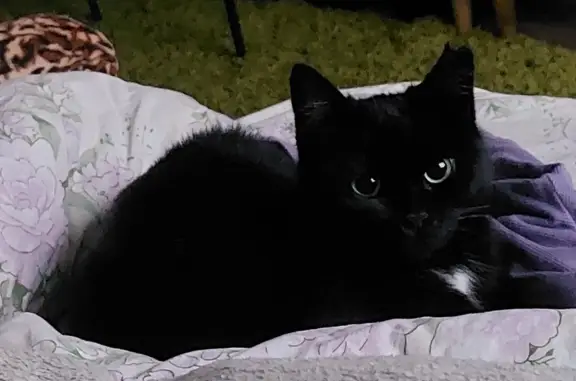 Кошки потеряшки, Санкт-Петербург, фото: Потеряшка кошка 