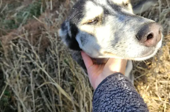 Найдена собака возле поселка Лазурный, Краснодарский край