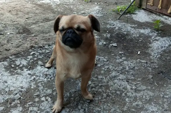 Пропала собака в Административном городке, Находка