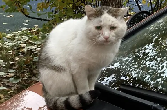 Найден пугливый котик на Дмитровском шоссе, Москва