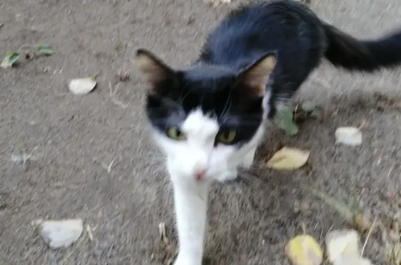 Срочно найдена кошка на ул. Химиков, 18, Волжский
