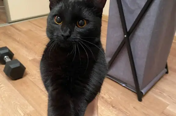 Найдена черная кошка около метро Проспект Победы (Казань)