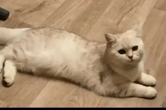 Кошки потеряшки, Санкт-Петербург, фото: Потеряшка кошка Эмми, вознаграждение! 8-904-337-86-50