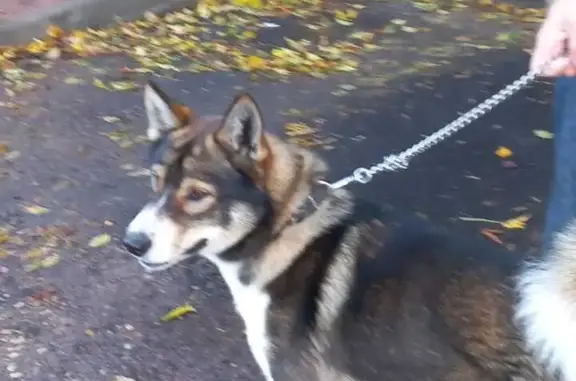 Найдена собака (мальчик) на ул. Штурманская, 12, СПб