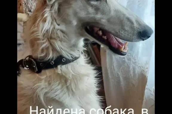 Найдена собака: Русская борзая, Набережная ул. 27А, Хабаровск