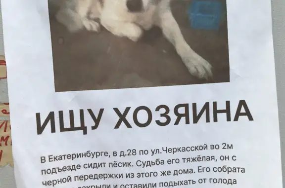 Найдена собака: Черкасская ул., 28, Екатеринбург