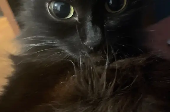 Пропала кошка Кошечка, черная, длинная шерсть. Проспект Карла Маркса, 136, Магнитогорск