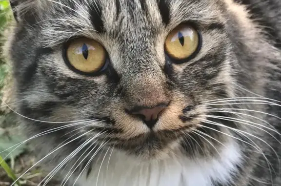 Найдена кошка на дачном обществе в Дырносе, Республика Коми