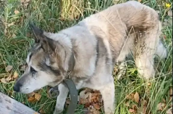 Собаки потеряшки, Нижний Новгород, фото: Потеряшка собака Мухтар, ул. Пискунова, Нижний Новгород