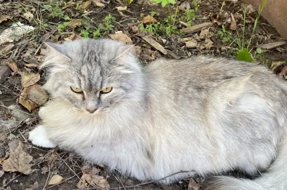 Пропала кошка в районе ОЦМ, Стахановская 38. Вознаграждение 5000 рублей.