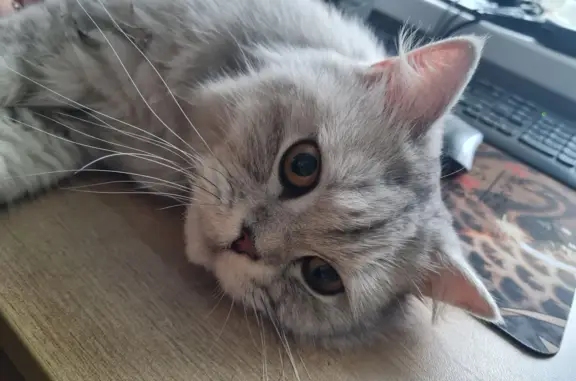 Найдена кошка: Сутырина, 15, Нижний Новгород