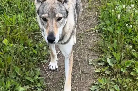 Пропала собака: серый чехословацкий волк, Вербицкая, Забырина, 17