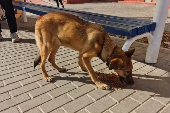 Собака в ошейнике ищет хозяина на ул. Бутина, 115 к1, Чита