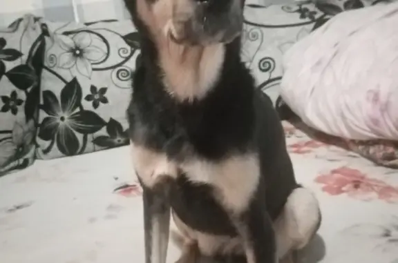 Найдена собака в Ямном, нужен хозяин